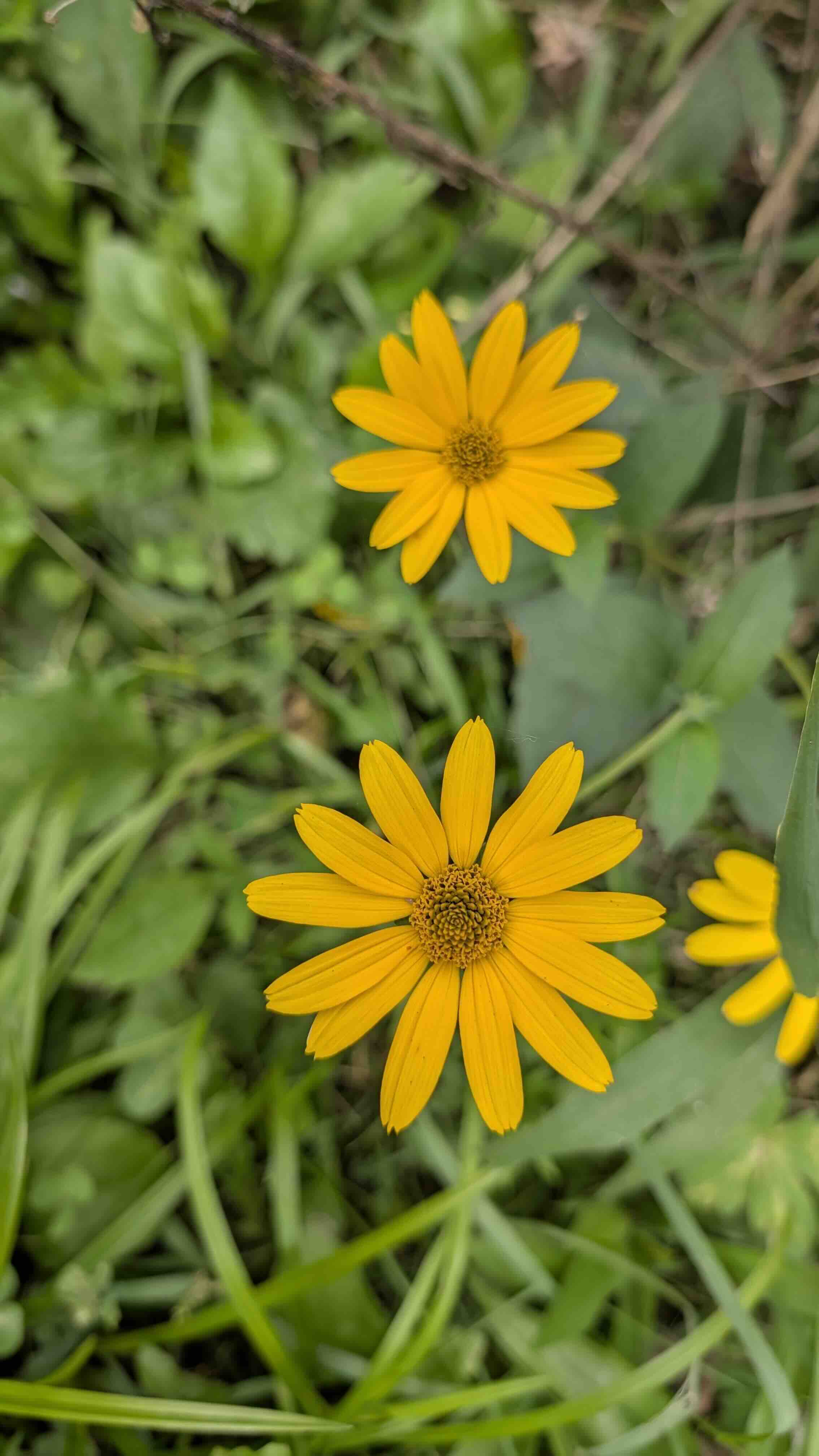 A Final Fanfare: Capturing Late-Season Blooms with the Pixel 10 Pro